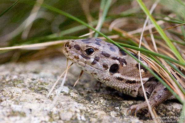 Zauneidechse, Lacerta agilis, Lacertidae, Kopf, bei Waren, Müritz, Deutschland