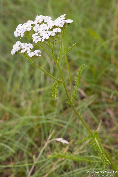 Gemeine Schafgarbe, Achillea millefolium, Asteraceae, bei Waren, Müritz, Deutschland