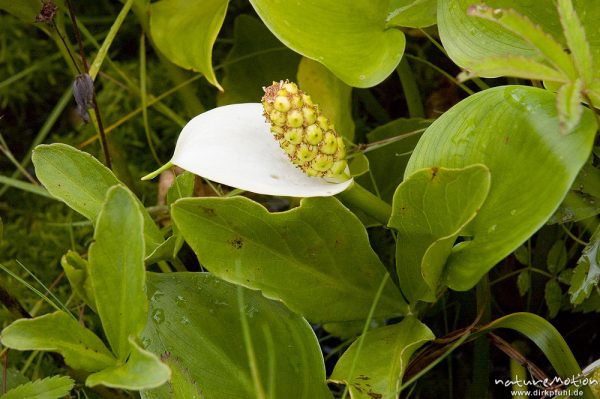 Sumpf-Calla, Drachenwurz, Calla palustris, Araceae, Fruchtstand und Blätter, Serrahn, Müritz, Deutschland