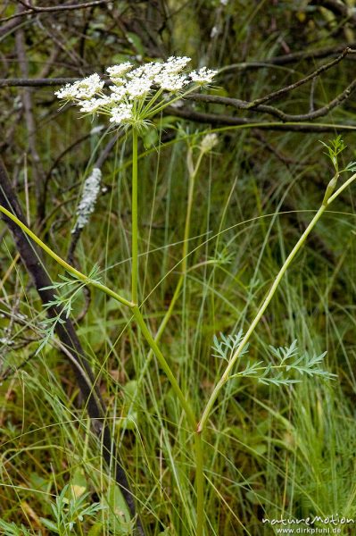 Sumpf-Haarstrang, Peucedanum palustre, Apiaceae, Serrahn, Müritz, Deutschland