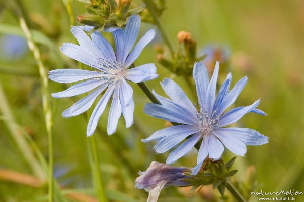 Gemeine Wegwarte, Cichorium intybus, Asteraceae, Blüten, bei Ankershagen, Müritz, Deutschland