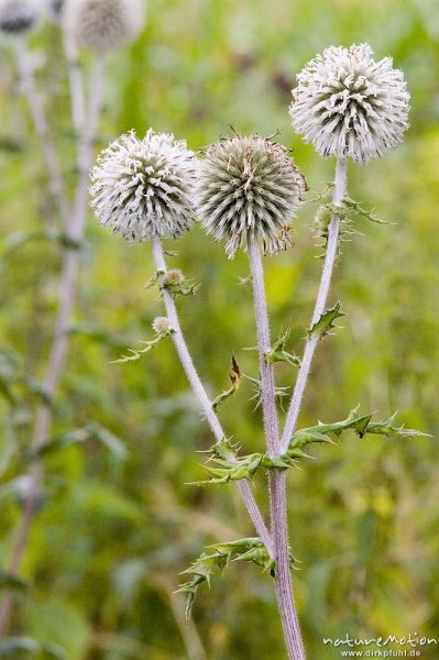 Bienen-Kugeldistel, Echinops spaerocephalus, Asteraceae, bei Ankershagen, Müritz, Deutschland