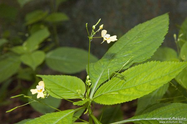 Kleinblütiges Springkraut, Impatiens parviflora, Balsaminaceae, Wald bei Ankershagen, Müritz, Deutschland