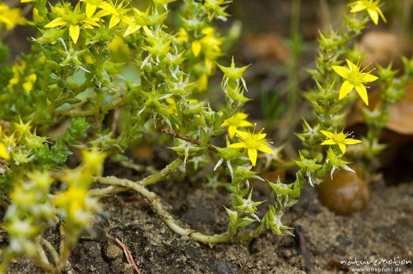 Scharfer Mauerpfeffer, Fetthenne, Sedum acre, Crassulaceae, Wegrand Kiefernwald, Ankershagen, Deutschland