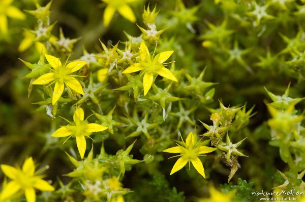 Scharfer Mauerpfeffer, Fetthenne, Sedum acre, Crassulaceae, Wegrand Kiefernwald, Ankershagen, Deutschland