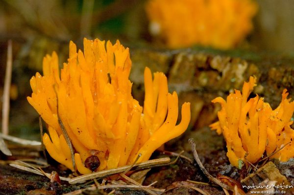 Ziegenbart, Goldgelbe Koralle, Ramaria aurea, Ramariaceae, Fruchtkörper auf Baumstumpf, bei Ankershagen, Müritz, Deutschland