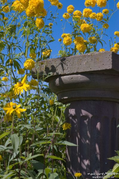 Steinsäule inmitten gelber Blumen, Wasserschloss Wülmersen, Deutschland