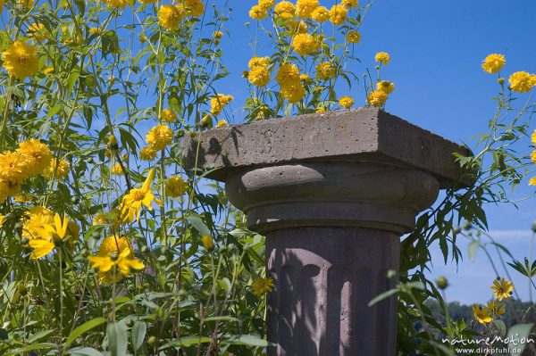 Steinsäule inmitten gelber Blumen, Wasserschloss Wülmersen, Deutschland