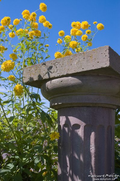 Steinsäule inmitten gelber Blumen, Wasserschloss Wülmersen, Deutschland