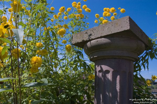 Steinsäule inmitten gelber Blumen, Wasserschloss Wülmersen, Deutschland