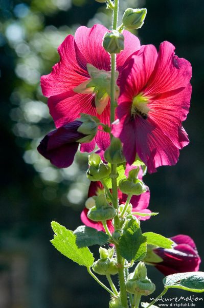 Stockrose, Stockmalve, Alcea rosea, Malvaceae, Blüte, Wasserschloss Wülmersen, Deutschland