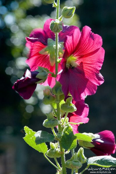 Stockrose, Stockmalve, Alcea rosea, Malvaceae, Blüte, Wasserschloss Wülmersen, Deutschland