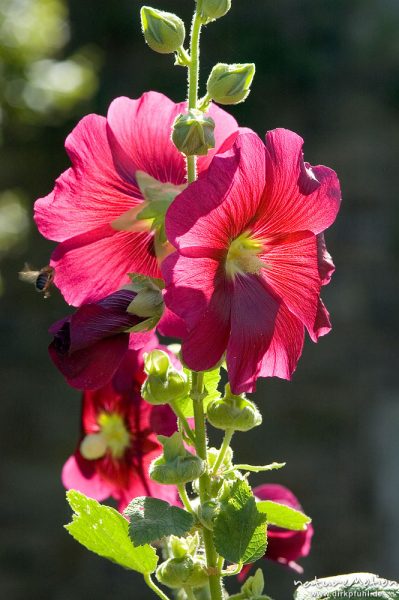 Stockrose, Stockmalve, Alcea rosea, Malvaceae, Blüte, Wasserschloss Wülmersen, Deutschland