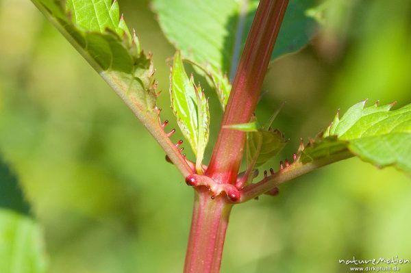 Drüsiges Springkraut, Impatiens glandulifera, Balsaminaceae, Drüsen in den Blattachseln, Trendelburg, Deutschland