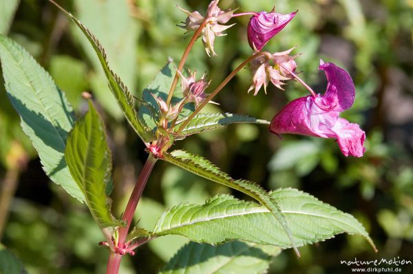 Drüsiges Springkraut, Impatiens glandulifera, Balsaminaceae, Trendelburg, Deutschland