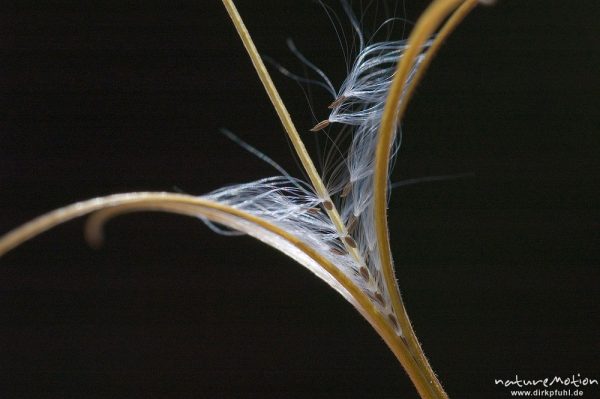 Weidenröschen, Epilobium spec., Onagraceae, geöffneter Fruchtstand mit behaarten Samen, Balkon, selbst angesäht, Göttingen, Deutschland