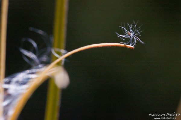 Weidenröschen, Epilobium spec., Onagraceae, geöffneter Fruchtstand mit behaarten Samen, Balkon, selbst angesäht, Göttingen, Deutschland