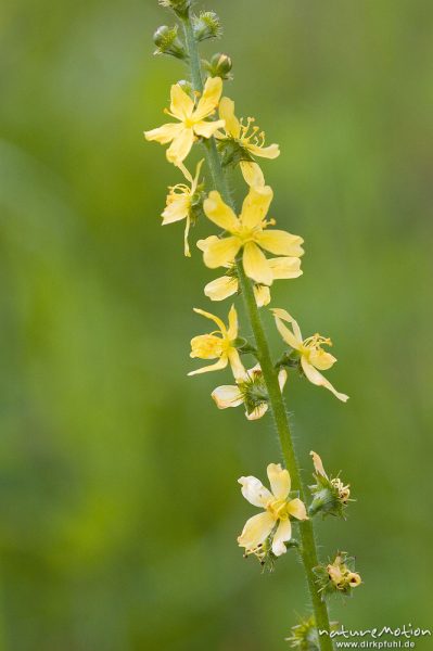 Gewöhnlicher Odermennig, Kleienr Odermennig, Agrimonia eupatoria, Rosaceae, Wiese bei Groß-Ellerhausen, Göttingen, Deutschland