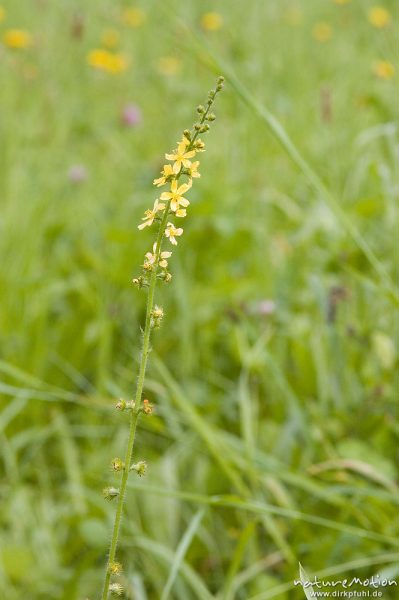 Gewöhnlicher Odermennig, Kleienr Odermennig, Agrimonia eupatoria, Rosaceae, Wiese bei Groß-Ellerhausen, Göttingen, Deutschland