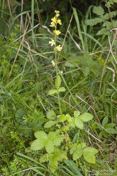 Gewöhnlicher Odermennig, Kleienr Odermennig, Agrimonia eupatoria, Rosaceae, Blatt, Streuobstwiese Götitnger Wald, Göttingen, Deutschland