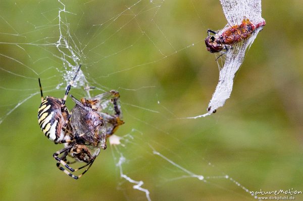 Wespenspinne, Argiope bruenechii, Araneidae, mit Beute im Netz (Gemeine Heidelibelle, Sympetrum vulgatum, Libellulidae), Tripkenkuhle, Göttingen, Deutschland