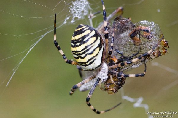 Wespenspinne, Argiope bruenechii, Araneidae, mit Beute im Netz (Gemeine Heidelibelle, Sympetrum vulgatum, Libellulidae), Tripkenkuhle, Göttingen, Deutschland