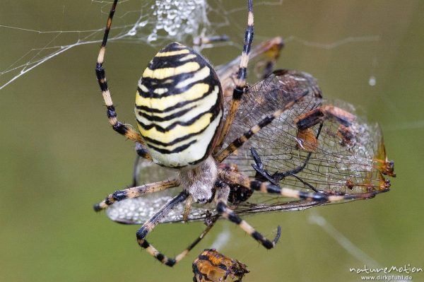 Wespenspinne, Argiope bruenechii, Araneidae, mit Beute im Netz (Gemeine Heidelibelle, Sympetrum vulgatum, Libellulidae), Tripkenkuhle, Göttingen, Deutschland