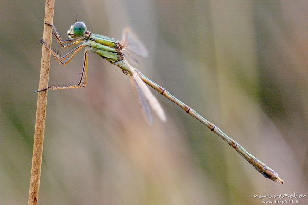 Weidenjungfer, Lestes viridis, Lestidae, Männchen an Binsenhalm, Tripkenkuhle, Göttingen, Deutschland