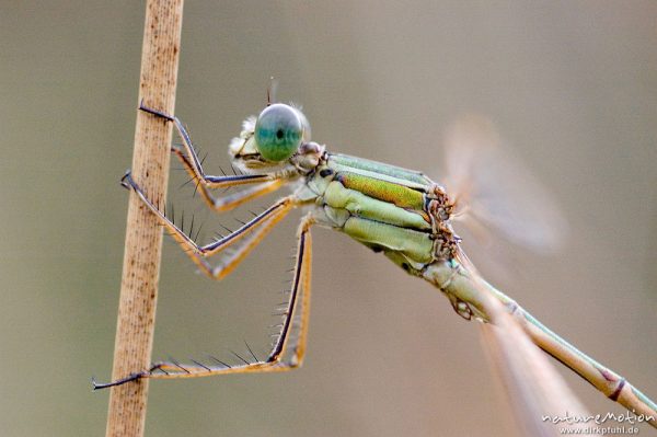 Weidenjungfer, Lestes viridis, Lestidae, Männchen an Binsenhalm, Kopf und Thorax, Tripkenkuhle, Göttingen, Deutschland