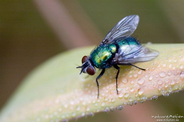 Goldfliege, Lucilia sericata, Calliphoridae, auf Blatt mit Tautropfen, Tripkenkuhle, Göttingen, Deutschland