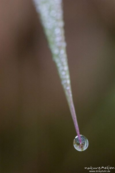 Tautropfen an Grasblatt, Tripkenkuhle, Göttingen, Deutschland