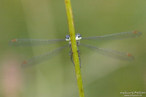 Weidenjungfer, Lestes viridis, Lestidae, Männchen von vorn an einem Grashalm, Tripkenkuhle, Göttingen, Deutschland