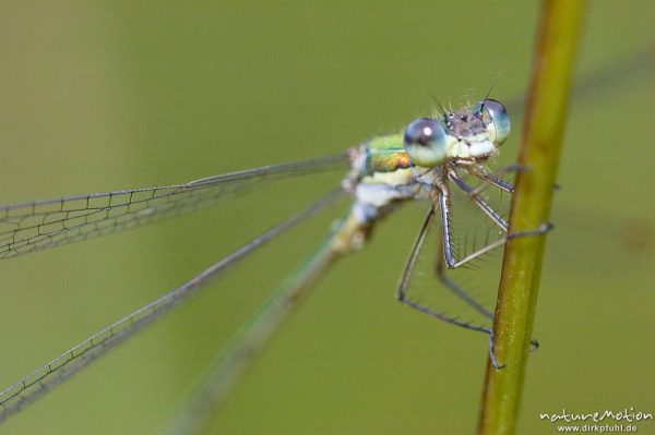 Weidenjungfer, Lestes viridis, Lestidae, Männchen von vorn an einem Grashalm, Tripkenkuhle, Göttingen, Deutschland