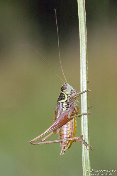 Roesels Beißschrecke, Metrioptera roeseli, Tettigoniidae, Männchen an Grashalm, Tripkenkuhle, Göttingen, Deutschland