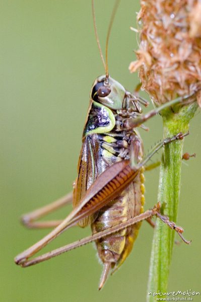 Roesels Beißschrecke, Metrioptera roeseli, Tettigoniidae, Männchen an Grashalm, Tripkenkuhle, Göttingen, Deutschland