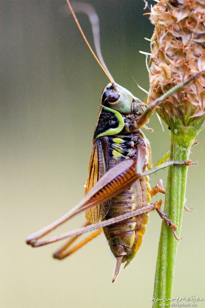 Roesels Beißschrecke, Metrioptera roeseli, Tettigoniidae, Männchen an Grashalm, Tripkenkuhle, Göttingen, Deutschland