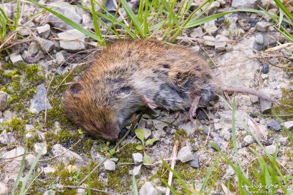 Waldmaus, Apodemus sylvaticus, Muridae, totes Tier an Waldweg, Tripkenkuhle, Göttingen, Deutschland