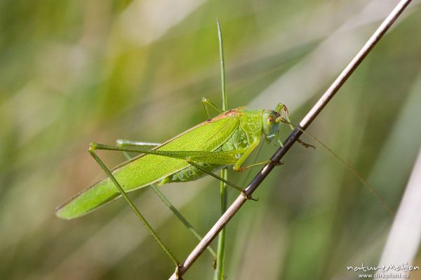 Gemeine Sichelschrecke, Phaneroptera falcata, Phaneropteridae, Männchen an Grashalm, Tympanalorgan im Vorderbein gut sichtbar, Kerstlingeröder Feld, Göttingen, Deutschland