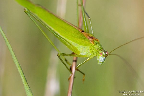 Gemeine Sichelschrecke, Phaneroptera falcata, Phaneropteridae, Männchen an Grashalm, Kerstlingeröder Feld, Göttingen, Deutschland