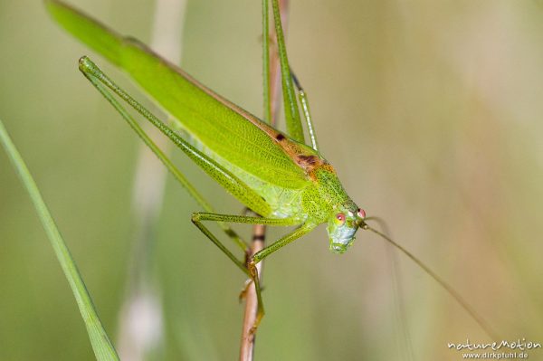 Gemeine Sichelschrecke, Phaneroptera falcata, Phaneropteridae, Männchen an Grashalm, Tympanalorgan im Vorderbein gut sichtbar, Kerstlingeröder Feld, Göttingen, Deutschland