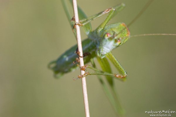 Gemeine Sichelschrecke, Phaneroptera falcata, Phaneropteridae, Männchen an Grashalm, Tympanalorgan im Vorderbein gut sichtbar, Kerstlingeröder Feld, Göttingen, Deutschland