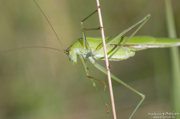 Gemeine Sichelschrecke, Phaneroptera falcata, Phaneropteridae, Männchen an Grashalm, Tympanalorgan im Vorderbein gut sichtbar, Kerstlingeröder Feld, Göttingen, Deutschland