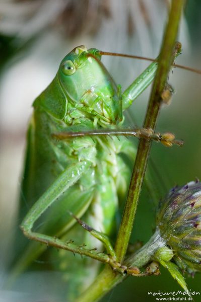 Grünes Heupferd, Tettigonia viridissima, Tettigoniidae, Männchen an Distel, Kopf mit Mundwerkzeugen,, Göttingen, Deutschland