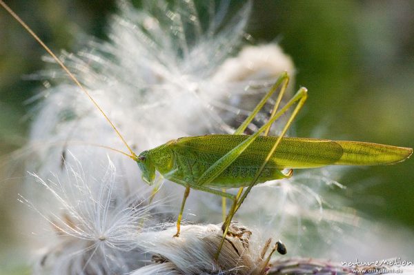 Gemeine Sichelschrecke, Phaneroptera falcata, Phaneropteridae, Männchen auf Distelblüte, Kerstlingeröder Feld, Göttingen, Deutschland