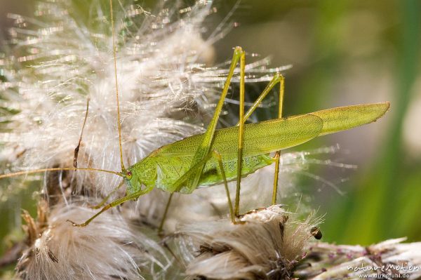 Gemeine Sichelschrecke, Phaneroptera falcata, Phaneropteridae, Männchen auf Distelblüte, Kerstlingeröder Feld, Göttingen, Deutschland