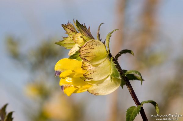 Kleiner Klappertopf, Rhinanthus minor, Scrophulariaceae, Blütenstand,Kerstlingeröder Feld, Göttingen, Deutschland