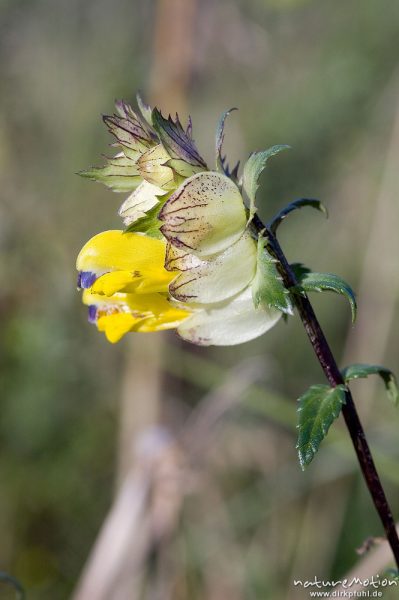 Kleiner Klappertopf, Rhinanthus minor, Scrophulariaceae, Blütenstand,Kerstlingeröder Feld, Göttingen, Deutschland