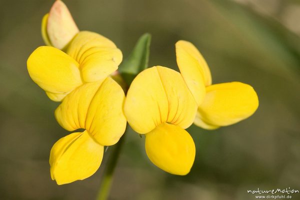 Gewöhnlicher Hornklee, Lotus corniculatus, Fabaceae, Blüten, Kerstlingeröder Feld, Göttingen, Deutschland