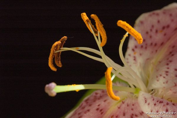 Pracht-Lilie, Lilium speciosum, Liliaceae, Blüte mit Antheren, Zierpflanze, Schnittblume, Göttingen, Deutschland