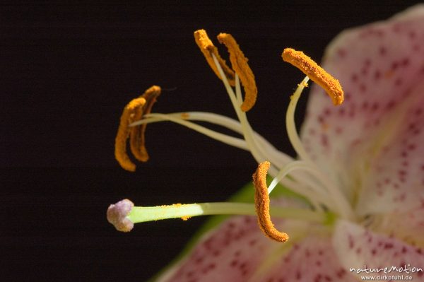 Pracht-Lilie, Lilium speciosum, Liliaceae, Blüte mit Antheren, Zierpflanze, Schnittblume, Göttingen, Deutschland